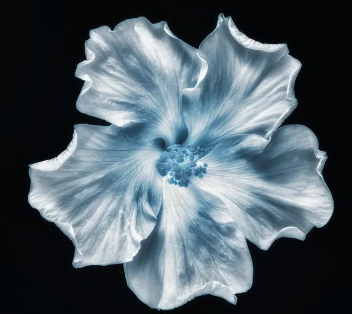 Framed Print : Fine art still life floral monochrome macro flower photography of a single isolated blooming wide open blue hibiscus Framed Print : Fine art still life floral monochrome macro flower photography of a single isolated blooming wide open blue hibiscus