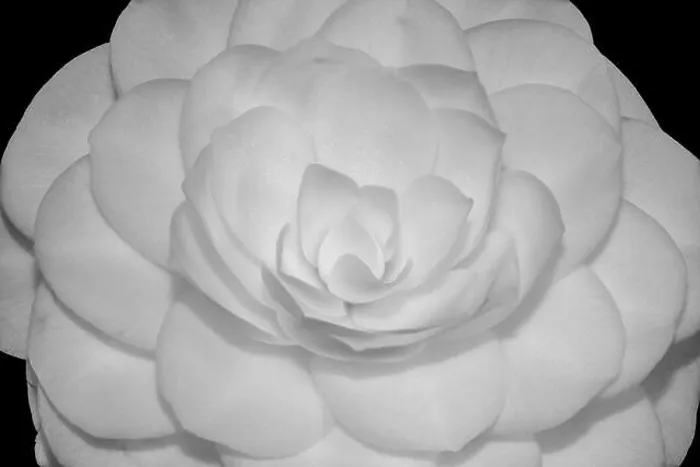 Framed Print : Fine art still life floral monochrome macro of the inner of a single isolated white fully opened camellia blossom Framed Print : Fine art still life floral monochrome macro of the inner of a single isolated white fully opened camellia blossom