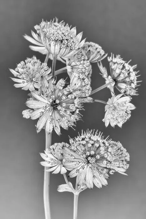 Framed Print : Fine art still life floral monochrome macro of isolated flowering stems of astrantia blossoms on gray paper background Framed Print : Fine art still life floral monochrome macro of isolated flowering stems of astrantia blossoms on gray paper background