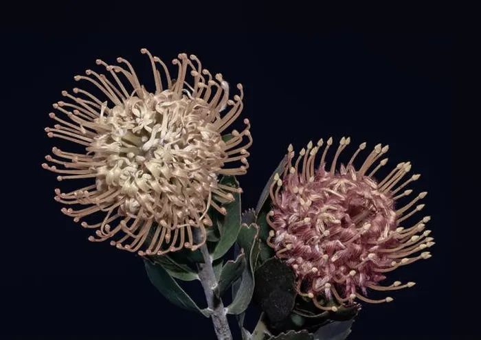 Framed Print : Fine art still life floral pastel color macro of a pair of isolated red yellow pincushion protea blossoms with green Framed Print : Fine art still life floral pastel color macro of a pair of isolated red yellow pincushion protea blossoms with green