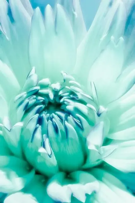Framed Print : Fine art still life floral surrealistic macro flower portrait of a single isolated blooming flowering turquoise dahlia Framed Print : Fine art still life floral surrealistic macro flower portrait of a single isolated blooming flowering turquoise dahlia