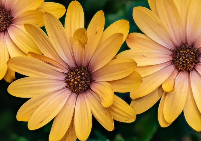 Framed Print : Fine art still life flower bright color macro of wide open yellow african cape daisy / marguerite blossoms Framed Print : Fine art still life flower bright color macro of wide open yellow african cape daisy / marguerite blossoms
