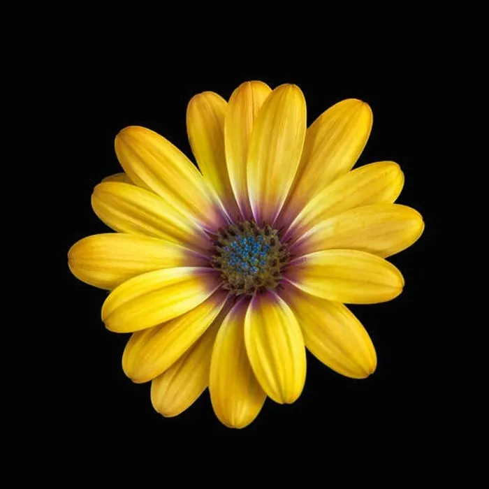 Framed Print : Fine art still life flower bright colorful macro image of a wide open blooming yellow african cape daisy / marguerite Framed Print : Fine art still life flower bright colorful macro image of a wide open blooming yellow african cape daisy / marguerite