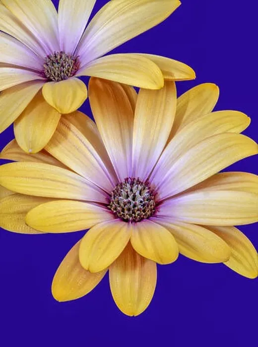 Framed Print : Fine art still life flower color macro image of isolated wide open yellow magenta african cape daisy / marguerite Framed Print : Fine art still life flower color macro image of isolated wide open yellow magenta african cape daisy / marguerite