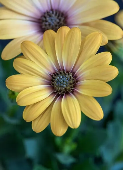 Framed Print : Fine art still life flower color macro image of a wide open blooming yellow african cape daisy / marguerite blossom Framed Print : Fine art still life flower color macro image of a wide open blooming yellow african cape daisy / marguerite blossom