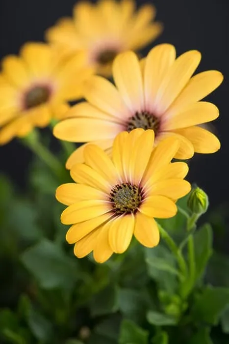 Framed Print : Fine art still life flower color macro image of a wide open blooming yellow african cape daisy / marguerite blossom Framed Print : Fine art still life flower color macro image of a wide open blooming yellow african cape daisy / marguerite blossom