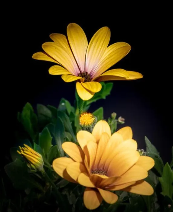 Framed Print : Fine art still life flower color macro image of wide open yellow african cape daisy / marguerite blossoms with bud Framed Print : Fine art still life flower color macro image of wide open yellow african cape daisy / marguerite blossoms with bud