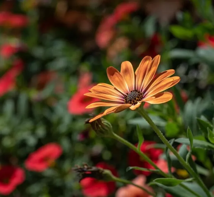 Framed Print : Fine art still life flower color macro portrait of a wide open blooming orange cape daisy / marguerite blossom Framed Print : Fine art still life flower color macro portrait of a wide open blooming orange cape daisy / marguerite blossom