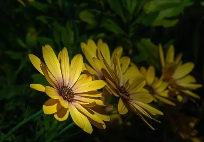 Framed Print : Fine art still life flower color macro of a row of wide open yellow african cape daisy / marguerite blossoms Framed Print : Fine art still life flower color macro of a row of wide open yellow african cape daisy / marguerite blossoms