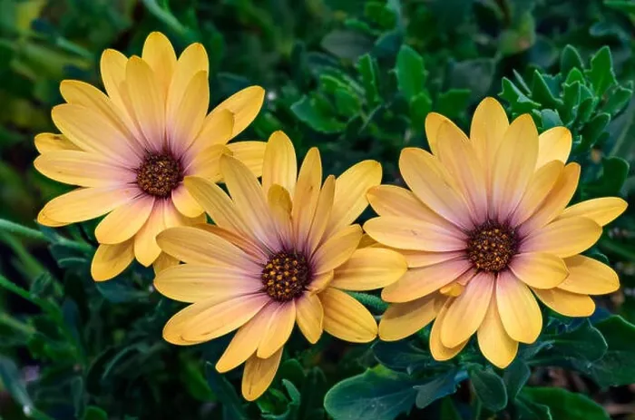Framed Print : Fine art still life flower color macro of three wide open yellow african cape daisy / marguerite blossoms on green Framed Print : Fine art still life flower color macro of three wide open yellow african cape daisy / marguerite blossoms on green