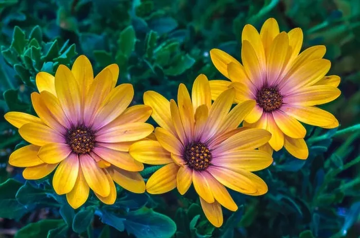 Framed Print : Fine art still life flower color macro of three wide open yellow african cape daisy / marguerite blossoms on green Framed Print : Fine art still life flower color macro of three wide open yellow african cape daisy / marguerite blossoms on green