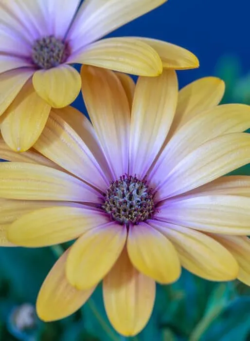 Framed Print : Fine art still life flower color vintage macro image of a wide open blooming yellow african cape daisy / marguerite Framed Print : Fine art still life flower color vintage macro image of a wide open blooming yellow african cape daisy / marguerite