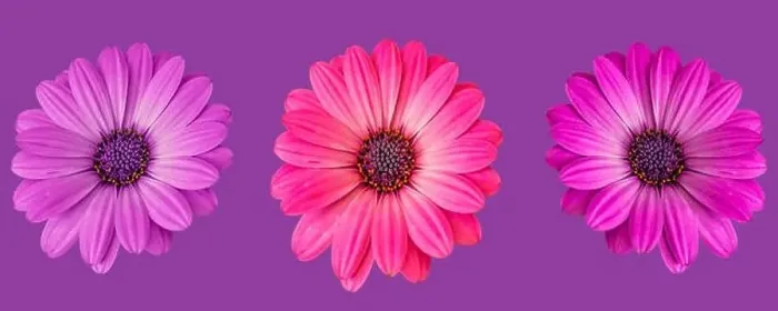 Framed Print : Fine art still life flower macro image of a set of three isolated wide open blooming pink violet red african / cape Framed Print : Fine art still life flower macro image of a set of three isolated wide open blooming pink violet red african / cape