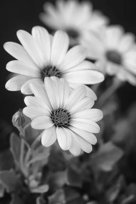 Framed Print : Fine art still life flower monochrome macro image of a wide open blooming african cape daisy / marguerite blossom Framed Print : Fine art still life flower monochrome macro image of a wide open blooming african cape daisy / marguerite blossom