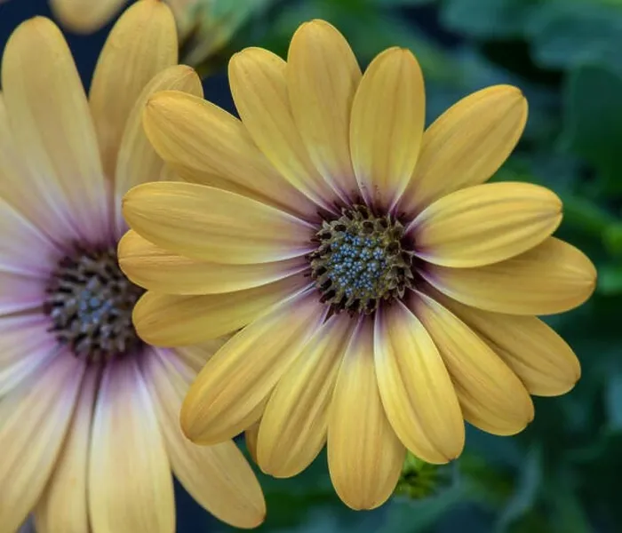 Framed Print : Fine art still life flower pastel color macro image of a wide open blooming yellow african cape daisy  /  marguerite