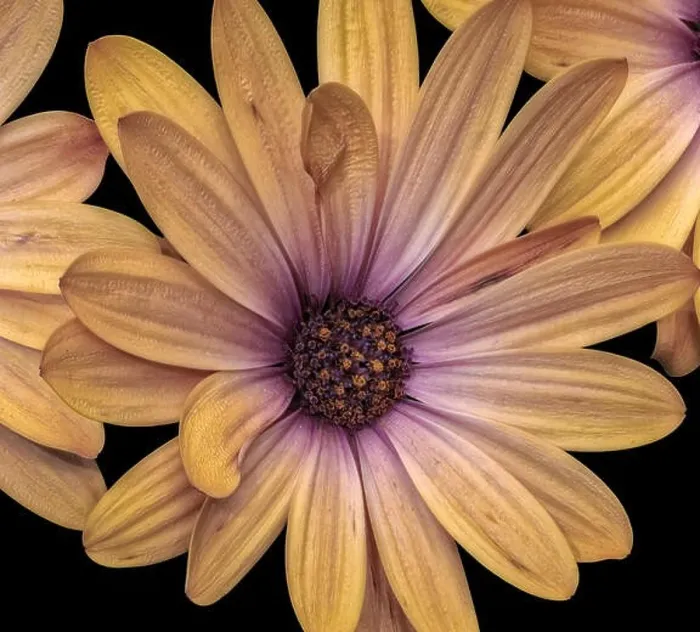 Framed Print : Fine art still life flower pastel color macro of a wide open golden yellow violet african cape daisy / marguerite blossom Framed Print : Fine art still life flower pastel color macro of a wide open golden yellow violet african cape daisy / marguerite blossom