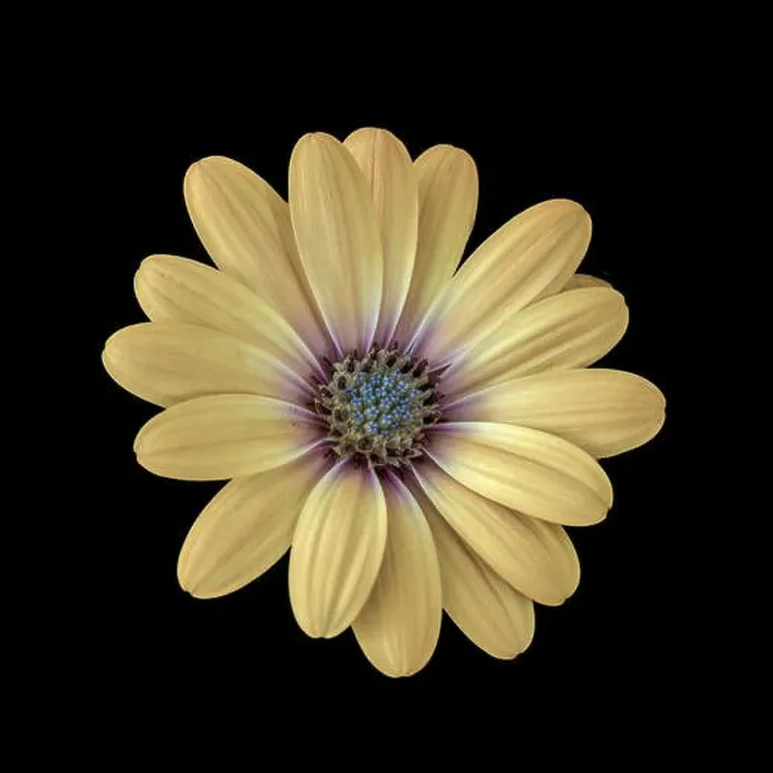 Framed Print : Fine art still life flower pastel colored macro image of a wide open blooming yellow african cape daisy / marguerite Framed Print : Fine art still life flower pastel colored macro image of a wide open blooming yellow african cape daisy / marguerite
