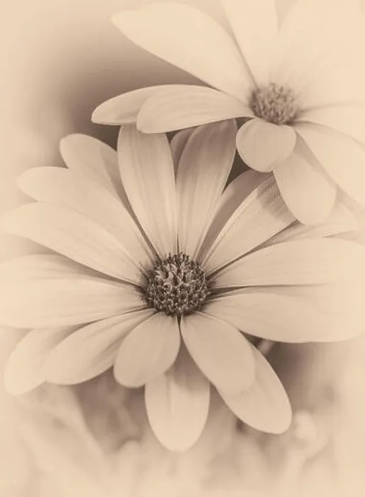 Framed Print : Fine art still life flower vintage monochrome macro image of wide open african cape daisy / marguerite blossoms Framed Print : Fine art still life flower vintage monochrome macro image of wide open african cape daisy / marguerite blossoms