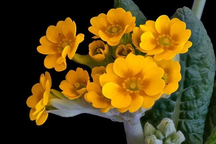Framed Print : Fine art still life foral color macro of a bunch of wide open yellow orange primula blossoms on a stem with green Framed Print : Fine art still life foral color macro of a bunch of wide open yellow orange primula blossoms on a stem with green