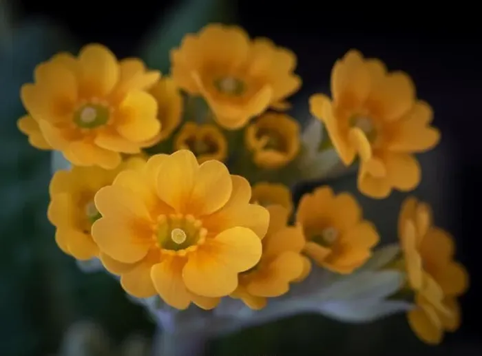 Framed Print : Fine art still life foral color macro of a bunch of wide open yellow orange primula blossoms on a stem with green Framed Print : Fine art still life foral color macro of a bunch of wide open yellow orange primula blossoms on a stem with green