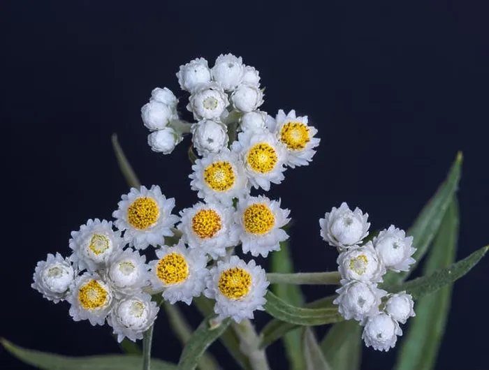 Framed Print : Fine art still life high contrast color macro image of a single isolated white yellow yarrow / daisy stem with many Framed Print : Fine art still life high contrast color macro image of a single isolated white yellow yarrow / daisy stem with many