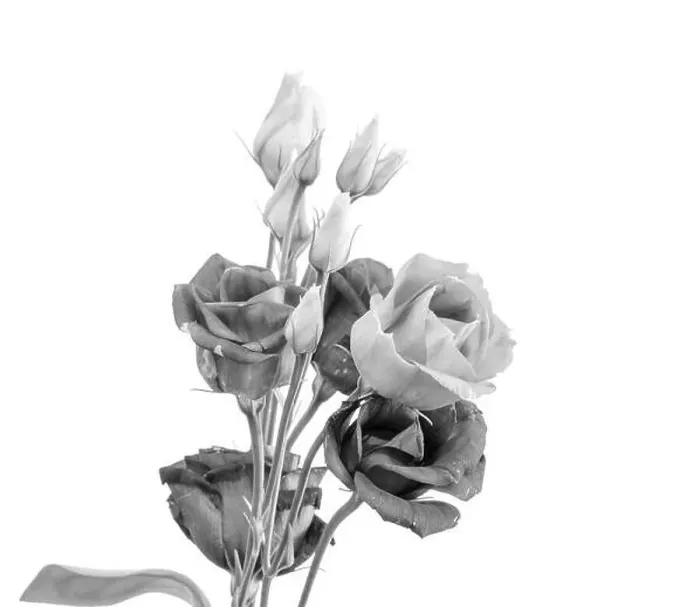 Framed Print : Fine art still life high key monochrome macro of a bunch of lisianthus / showy prairie gentian / texas bluebell Framed Print : Fine art still life high key monochrome macro of a bunch of lisianthus / showy prairie gentian / texas bluebell