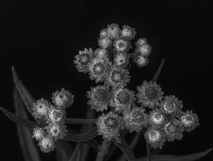 Framed Print : Fine art still life low key monochrome black Framed Print : Fine art still life low key monochrome black