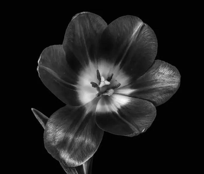 Framed Print : Fine art still life low key monochrome macro of a single isolated glossy open tulip blossom on black background with Framed Print : Fine art still life low key monochrome macro of a single isolated glossy open tulip blossom on black background with