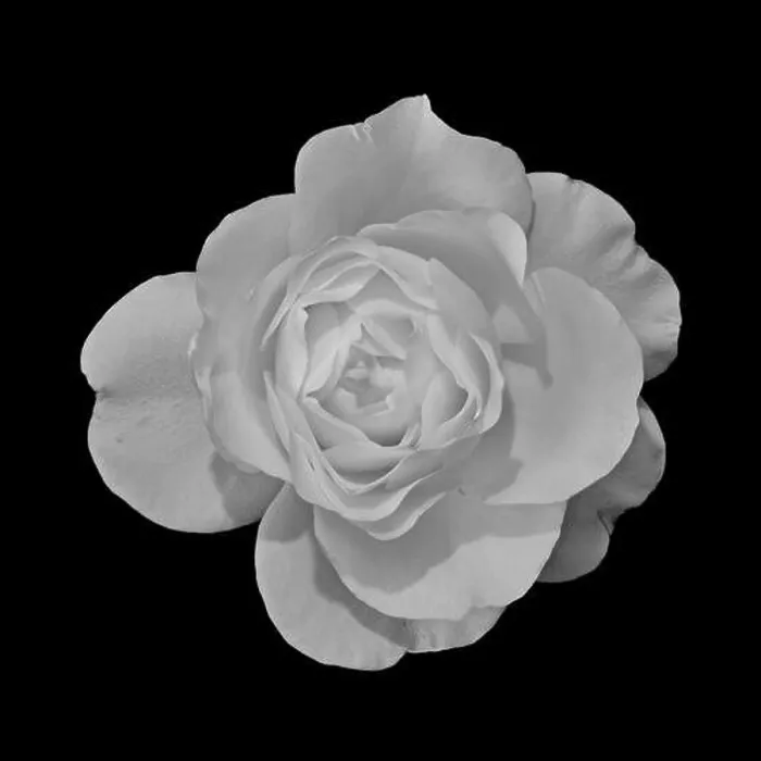 Framed Print : Fine art still life monochrome black Framed Print : Fine art still life monochrome black
