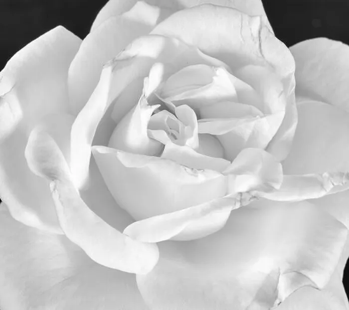 Framed Print : Fine art still life monochrome black Framed Print : Fine art still life monochrome black