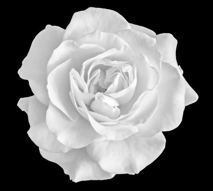 Framed Print : Fine art still life monochrome black and white flower top view macro photo of a wide open blooming rose blossom Framed Print : Fine art still life monochrome black and white flower top view macro photo of a wide open blooming rose blossom