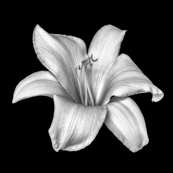 Framed Print : Fine art still life monochrome black and white macro of a single isolated wide open daylily blossom Framed Print : Fine art still life monochrome black and white macro of a single isolated wide open daylily blossom