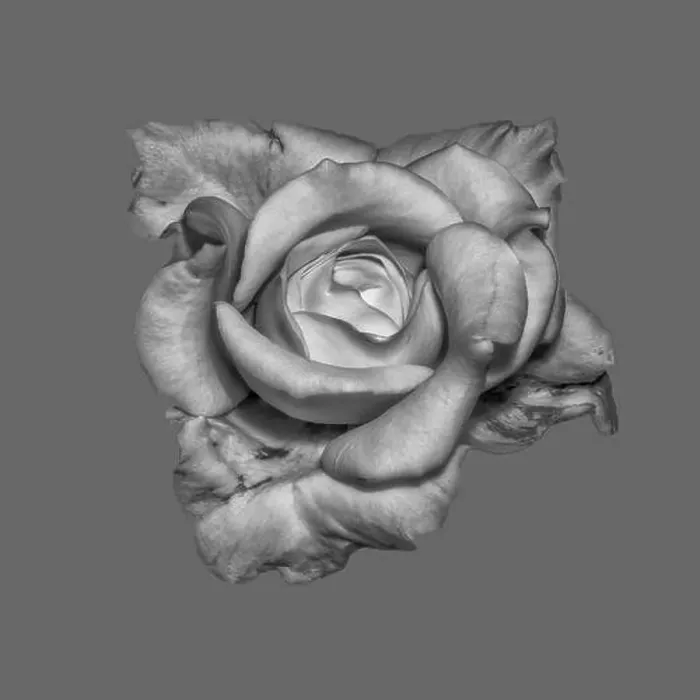 Framed Print : Fine art still life monochrome flower macro of an unusual shaped rose blossom with detailed texture on gray background Framed Print : Fine art still life monochrome flower macro of an unusual shaped rose blossom with detailed texture on gray background