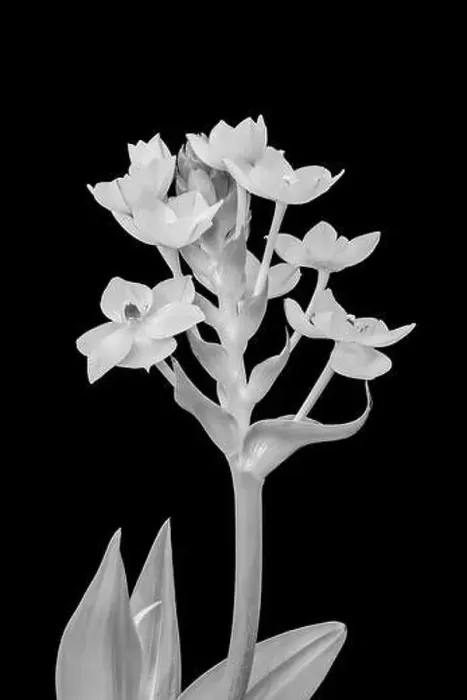 Framed Print : Fine art still life monochrome high key floral macro of a stem of Star-of-Bethlehem  /  ornithogalum flower blossoms