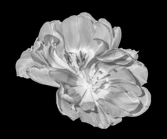 Framed Print : Fine art still life monochrome macro flower portrait of a pair of isolated fully wide opened blooming tulip blossoms Framed Print : Fine art still life monochrome macro flower portrait of a pair of isolated fully wide opened blooming tulip blossoms