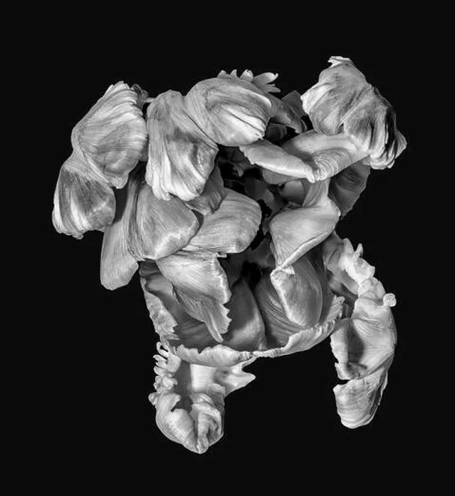 Framed Print : Fine art still life monochrome macro portrait fantasy of a single isolated flowering parrot tulip blossom in Framed Print : Fine art still life monochrome macro portrait fantasy of a single isolated flowering parrot tulip blossom in
