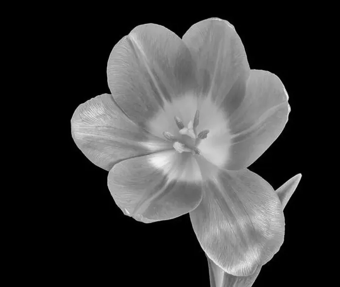 Framed Print : Fine art still life monochrome macro of a single isolated bright glossy open tulip blossom on black background with Framed Print : Fine art still life monochrome macro of a single isolated bright glossy open tulip blossom on black background with