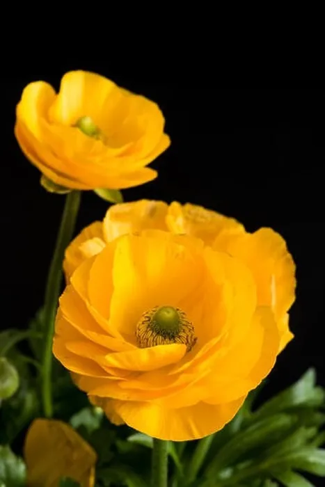 Framed Print : Fine art still life natural floral color close up of a flower bouquet with yellow Framed Print : Fine art still life natural floral color close up of a flower bouquet with yellow