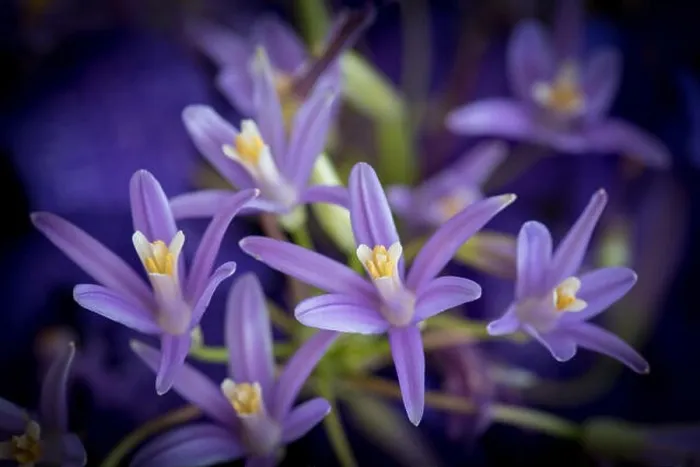 Framed Print : Fine art still life outdoor color flower image of a violet lily blossom on natural blurred background with orchids on a Framed Print : Fine art still life outdoor color flower image of a violet lily blossom on natural blurred background with orchids on a