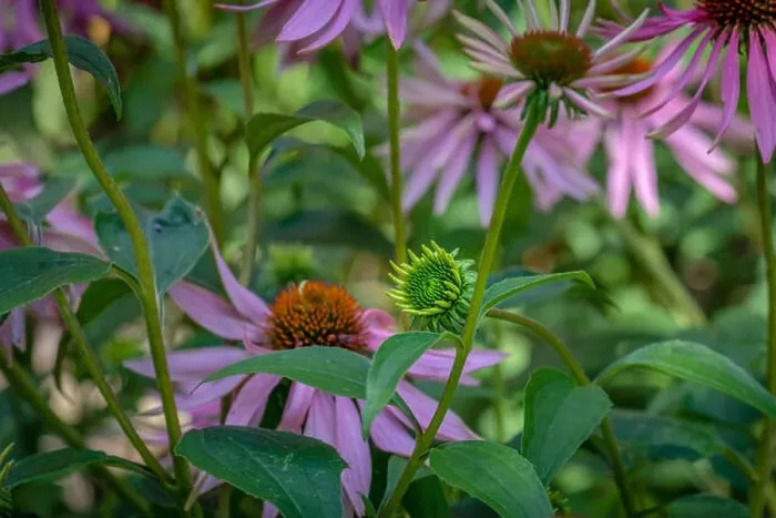 Framed Print : Fine art still life outdoor floral macro of an evolving single isolated young coneflower / echinacea blossom on natural Framed Print : Fine art still life outdoor floral macro of an evolving single isolated young coneflower / echinacea blossom on natural