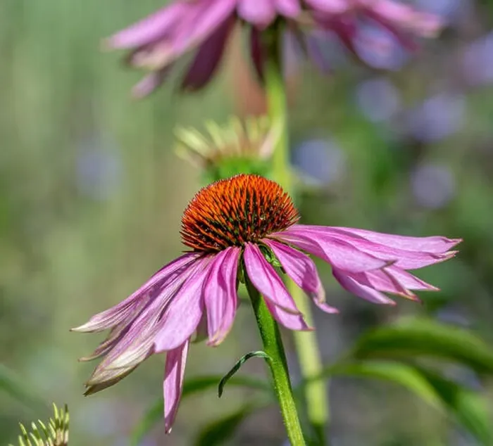 Framed Print : Fine art still life outdoor floral macro of a wide open pink orange coneflower / echinacea blossom on natural colorful Framed Print : Fine art still life outdoor floral macro of a wide open pink orange coneflower / echinacea blossom on natural colorful