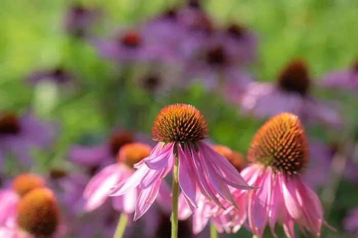 Framed Print : Fine art still life outdoor floral macro of a wide open pink orange coneflower / echinacea blossom on natural colorful Framed Print : Fine art still life outdoor floral macro of a wide open pink orange coneflower / echinacea blossom on natural colorful