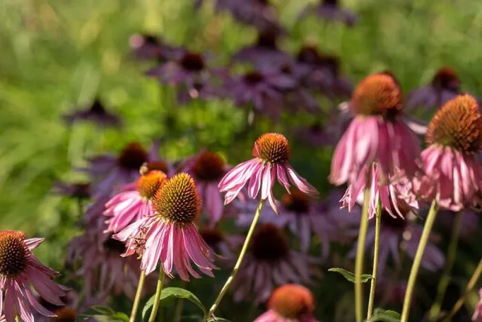 Framed Print : Fine art still life outdoor floral macro of wide open pink orange coneflower / echinacea blossoms Framed Print : Fine art still life outdoor floral macro of wide open pink orange coneflower / echinacea blossoms