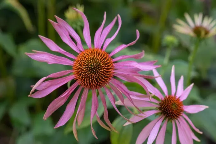 Framed Print : Fine art still life outdoor floral macro of a wide open single isolated pink orange coneflower / echinacea blossom Framed Print : Fine art still life outdoor floral macro of a wide open single isolated pink orange coneflower / echinacea blossom