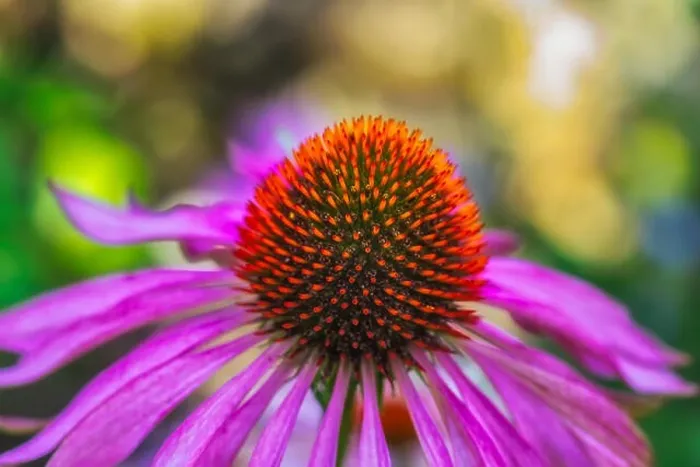 Framed Print : Fine art still life outdoor surrealistic macro of a wide open single isolated violet orange coneflower / echinacea