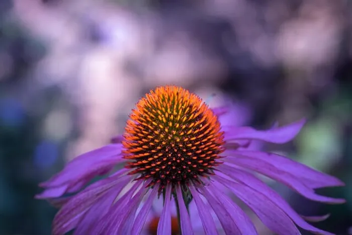 Framed Print : Fine art still life outdoor surrealistic macro of a wide open single isolated violet orange coneflower / echinacea Framed Print : Fine art still life outdoor surrealistic macro of a wide open single isolated violet orange coneflower / echinacea
