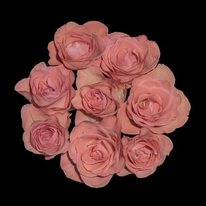 Framed Print : Fine art still life pastel color flower macro of bouquet circle of isolated pink rose blossoms with detailed texture Framed Print : Fine art still life pastel color flower macro of bouquet circle of isolated pink rose blossoms with detailed texture