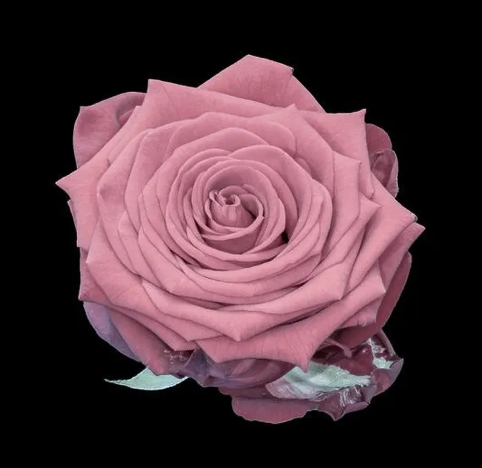 Framed Print : Fine art still life pastel color flower macro of a single isolated blooming pink rose blossom with detailed texture Framed Print : Fine art still life pastel color flower macro of a single isolated blooming pink rose blossom with detailed texture