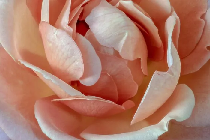 Framed Print : Fine art still life pastel color flower top view macro of the inner of a single isolated blooming orange white rose Framed Print : Fine art still life pastel color flower top view macro of the inner of a single isolated blooming orange white rose