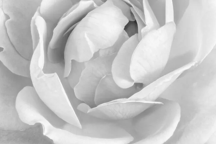Framed Print : Fine art still life pastel color flower top view macro of the inner of a single isolated blooming orange white rose Framed Print : Fine art still life pastel color flower top view macro of the inner of a single isolated blooming orange white rose